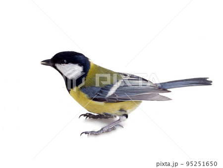 Titmouse 20 Titmouse 20 95251650