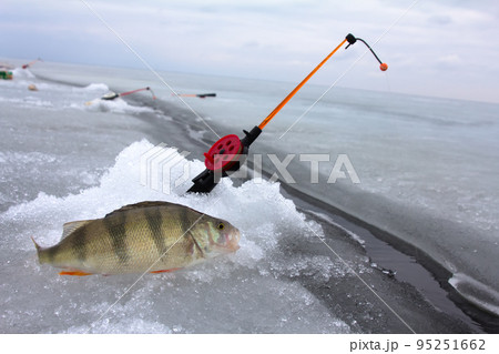 perch fishing perch fishing 95251662