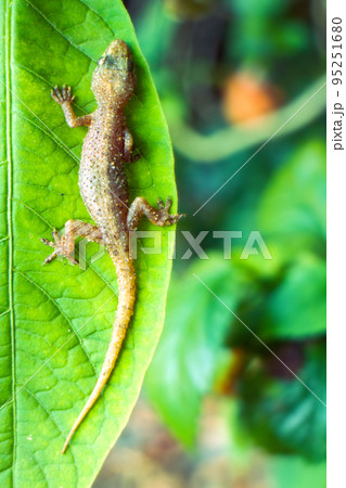 Tropical House Gecko on leaf Tropical House Gecko on leaf 95251680