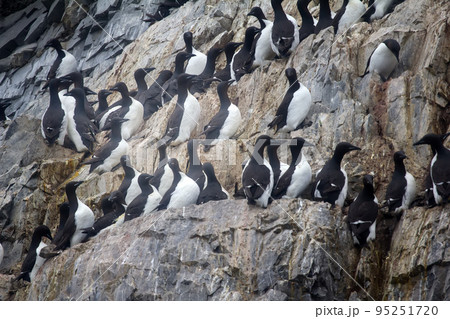 Thick-billed murres were taken nesting place on ledge 5 Thick-billed murres were taken nesting place on ledge 5 95251720