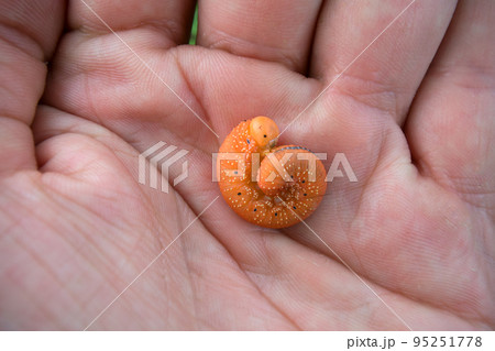 Catchy orange caterpillar of Sawfly on palm Catchy orange caterpillar of Sawfly on palm 95251778