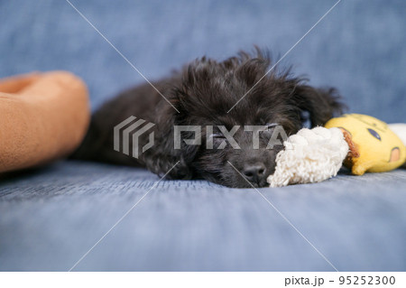 玩具にもたれて寝ている子犬 95252300