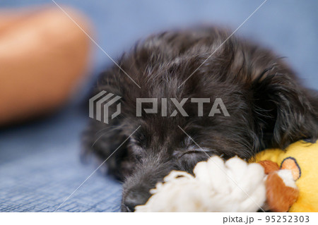 玩具にもたれて寝ている子犬 95252303