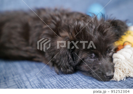 玩具にもたれて寝ている子犬 95252304