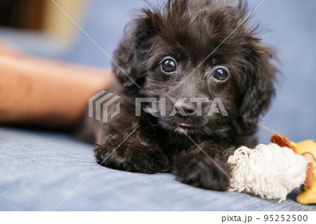 伏せしながらカメラを見つめる黒い子犬 伏せしながらカメラを見つめる黒い子犬 95252500