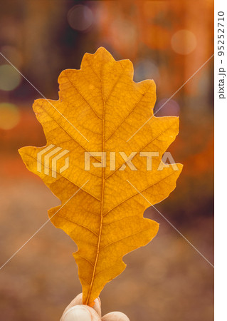 A woman holds in her hands a beautiful oak brown leaf in the sunset rays in the autumn forest. Autumn background. 95252710