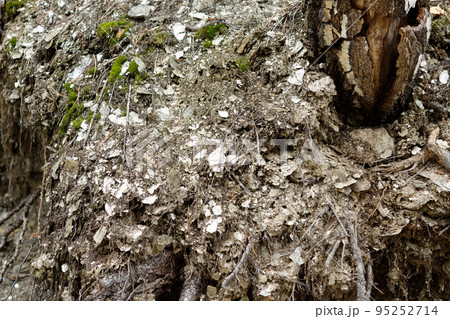 Zonal layers of Mica and Lepidolite in the roots of trees in the forest. Zonal layers of Mica and Lepidolite in the roots of trees in the forest. 95252714