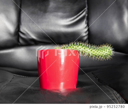 Red potted cactus on a leather office chair. Diseases in men associated with a sedentary lifestyle, weak erection, prostatitis, venous blood stasis, close-up 95252780