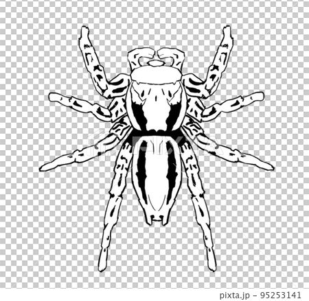 Black-and-white illustration of a male flybird 95253141