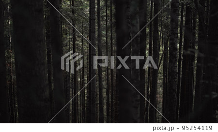 Dramatic black tree trunks in dark pine tree Carpathian mountains forest. Walking through pinewood 95254119