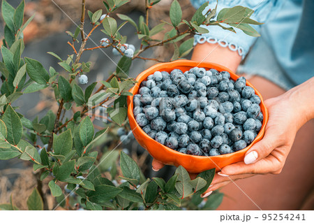 Woman holding blueberries on garden background. Rich blackberry harvest. Fresh ripe organic berries Woman holding blueberries on garden background. Rich blackberry harvest. Fresh ripe organic berries 95254241