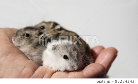 Cute young hamsters in the caring hands of the owner.  95254242