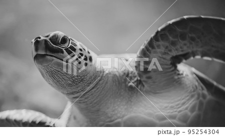Close-up of chelonia mydas - green sea turtle in its habitat underwater. Beautiful exotic tropical Close-up of chelonia mydas - green sea turtle in its habitat underwater. Beautiful exotic tropical 95254304