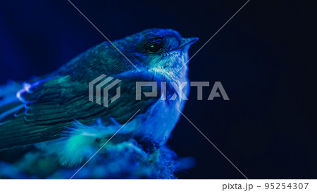 Barn swallow - hirundo rustica sitting in mud nest, bird chick under blue neon light. Night, dark Barn swallow - hirundo rustica sitting in mud nest, bird chick under blue neon light. Night, dark 95254307