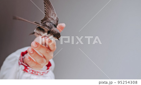 Barn swallow - hirundo rustica in ukrainian woman hands. Little tamed bird chick spreads wings Barn swallow - hirundo rustica in ukrainian woman hands. Little tamed bird chick spreads wings 95254308