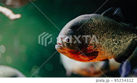 Predatory hungry freshwater red bellied piranha fish swimming in aquarium of oceanarium. Flock of 95254312