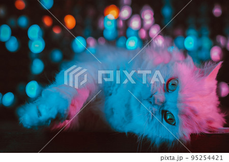 Portrait of white fluffy cat. Studio neon colorful light. Thoroughbred domestic kitty poses on blue 95254421