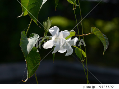 ジャスミン 95256921