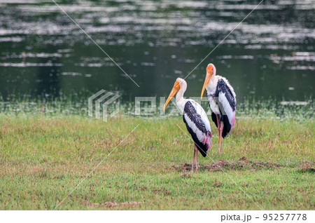 Painted Stork or Mycteria leucocephala in the wild Painted Stork or Mycteria leucocephala in the wild 95257778
