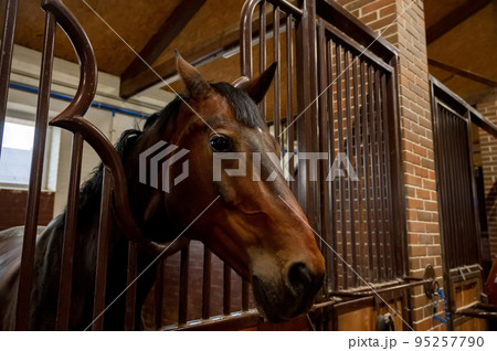 Beautiful horse portrait in warm light in stable 95257790