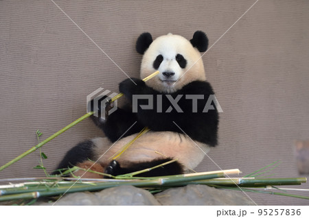 おいしそうに竹を食べる結浜 おいしそうに竹を食べる結浜 95257836