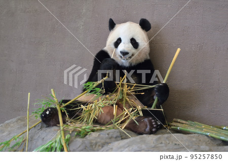 おいしそうに竹を食べる桃浜 95257850