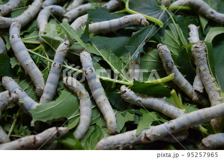 カイコ 桑の葉 養蚕場 95257965