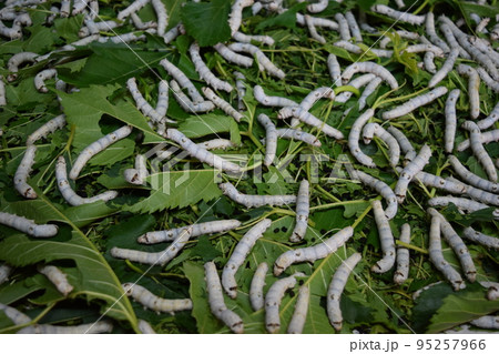 カイコ 桑の葉 養蚕場 カイコ 桑の葉 養蚕場 95257966