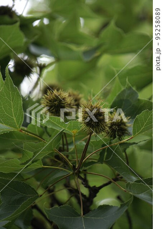 2022年7月・タイワンフウの実 95258089