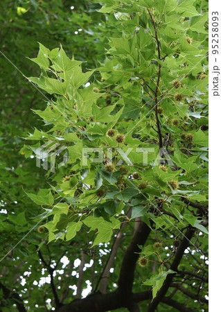 2022年7月・タイワンフウの実 2022年7月・タイワンフウの実 95258093