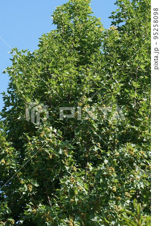 2022年7月・タイワンフウの実 95258098