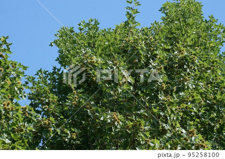 2022年7月・タイワンフウの実 95258100