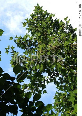 2022年7月・タイワンフウの実 95258106