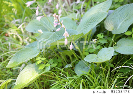 ギボウシの花 95258478
