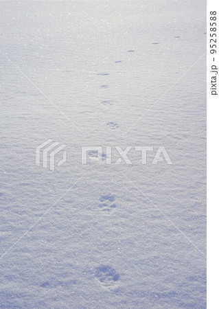 雪に動物の足跡 95258588