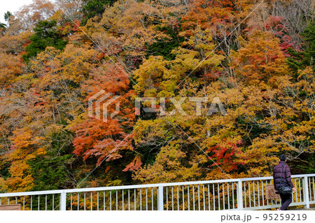 ついつい見てしまう美しい紅葉、千葉県君津 95259219