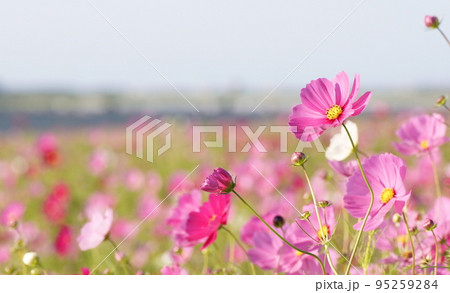遠賀川河川敷のコスモス 95259284