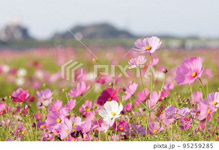 遠賀川河川敷のコスモス 95259285
