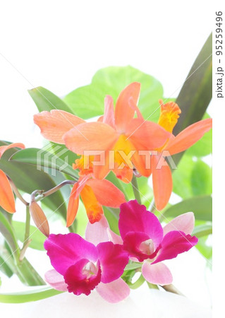 カトレア　2種類　オレンジ色　ピンク色　ランの花　明るい背景 95259496