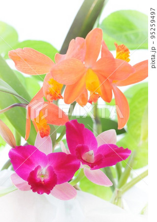 カトレア　2種類　オレンジ色　ピンク色　ランの花　明るい背景 95259497