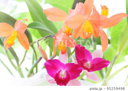 カトレア　2種類　オレンジ色　ピンク色　ランの花　明るい背景 95259498