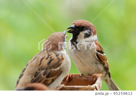 スズメの親子　巣立ち雛が親鳥にエサをもらう　新緑背景 95259612