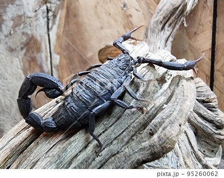 side view of scorpion with walking on desert sand side view of scorpion with walking on desert sand 95260062