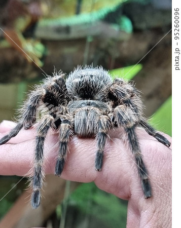 Human Hands holding Large Tarantula Spider Human Hands holding Large Tarantula Spider 95260096