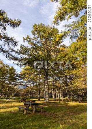 奥日光　戦場ヶ原三本松園地 95260134