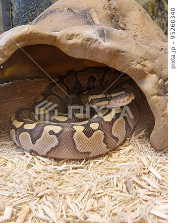 The royal python looks up close-up. Reptile in the terrarium. The royal python looks up close-up. Reptile in the terrarium. 95260340