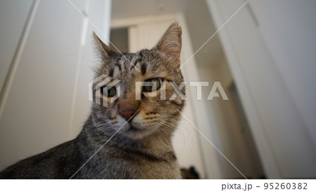 Gray Scottish Straight cat sleeping on the window. Portrait of a beautiful cat 95260382