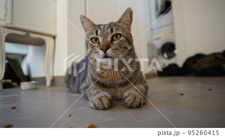 Gray Scottish Straight cat sleeping on the window. Portrait of a beautiful cat 95260415