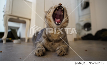 Gray Scottish Straight cat sleeping on the window. Portrait of a beautiful cat 95260435