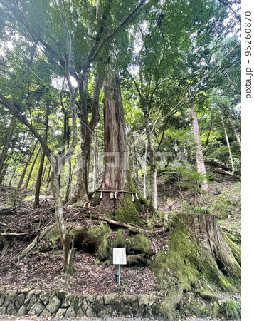 縁起の良い相生の杉 95260870